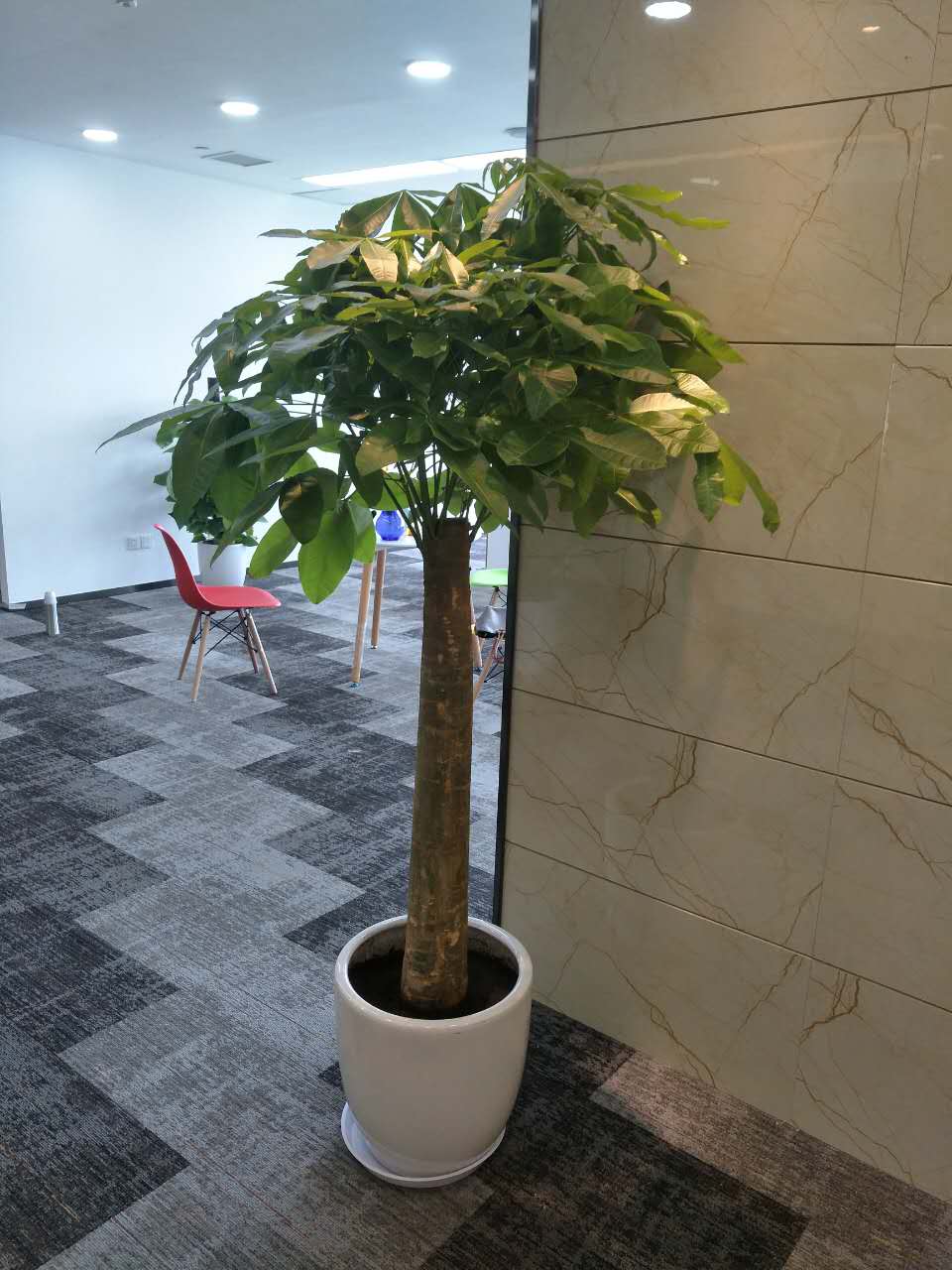 植物租摆02