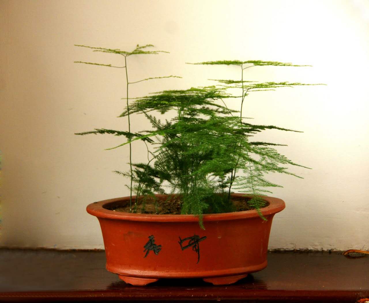 植物租摆09