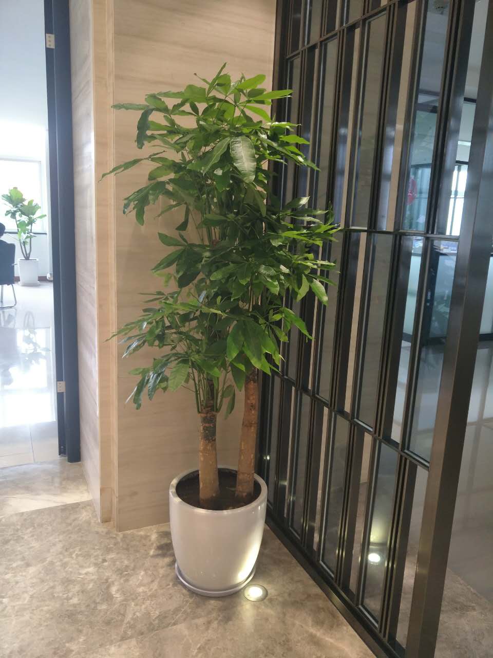 植物租摆10